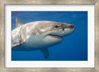 A Great White Shark Fine Art Print