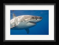A Great White Shark Fine Art Print