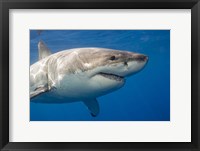 A Great White Shark Framed Print