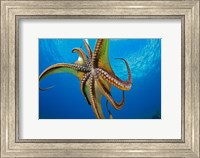 Day Octopus Fine Art Print