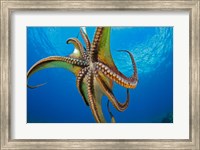 Day Octopus Fine Art Print
