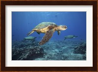 Green Sea Turtles Off Maui, Hawaii Fine Art Print