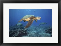 Green Sea Turtles Off Maui, Hawaii Fine Art Print