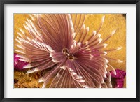 The Indian Feather Duster Worm Fine Art Print
