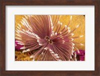 The Indian Feather Duster Worm Fine Art Print