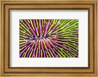 Mouth Detail Of a Colorful Mushroom Coral Fine Art Print