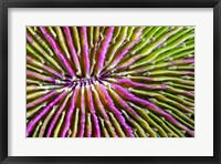 Mouth Detail Of a Colorful Mushroom Coral Fine Art Print