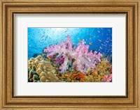 Reef Scene Of Alcyonaria Coral With Schooling Anthias Fine Art Print