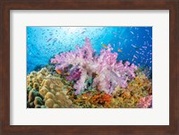 Reef Scene Of Alcyonaria Coral With Schooling Anthias Fine Art Print