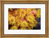 A Close Look At Orange Cup Coral Fine Art Print