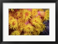 A Close Look At Orange Cup Coral Fine Art Print