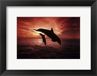 A Pair Of Atlantic Bottlenose Dolphins Fine Art Print
