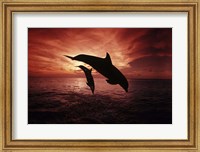 A Pair Of Atlantic Bottlenose Dolphins Fine Art Print