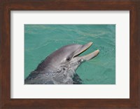Atlantic Bottlenose Dolphin Fine Art Print