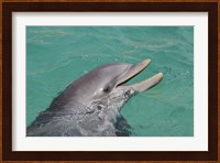 Atlantic Bottlenose Dolphin Fine Art Print