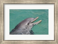 Atlantic Bottlenose Dolphin Fine Art Print