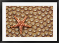 A Marble Starfish On Hard Coral, Fiji Fine Art Print
