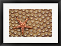 A Marble Starfish On Hard Coral, Fiji Fine Art Print