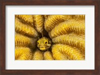 Spinyhead Blenny in Hard Coral Fine Art Print