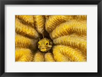Spinyhead Blenny in Hard Coral Fine Art Print