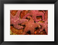 A Group Of Ochre Sea Stars Fine Art Print