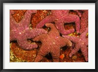 A Group Of Ochre Sea Stars Fine Art Print