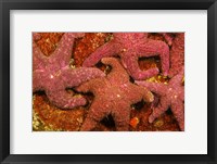 A Group Of Ochre Sea Stars Fine Art Print