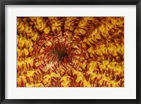 A Close-Up Look At the Underside Of the Crown-Of-Thorns Starfish Fine Art Print