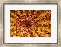 A Close-Up Look At the Underside Of the Crown-Of-Thorns Starfish Fine Art Print