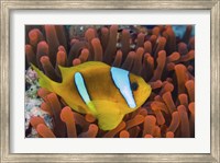 Red Sea Clownfish Fine Art Print