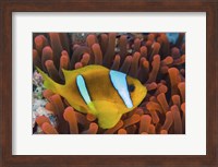 Red Sea Clownfish Fine Art Print