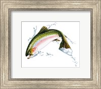 A Pink Salmon Jumping Out Of the Water Fine Art Print