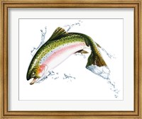 A Pink Salmon Jumping Out Of the Water Fine Art Print
