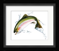 A Pink Salmon Jumping Out Of the Water Fine Art Print