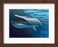 Blue Whale Underwater With Caustics On Surface Fine Art Print