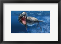Leopard Seal Swimming Underwater Fine Art Print