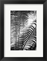 Sunlit Palms II Fine Art Print