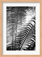 Sunlit Palms II Fine Art Print