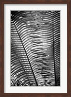 Sunlit Palms I Fine Art Print