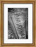 Sunlit Palms I Fine Art Print