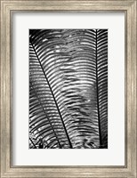 Sunlit Palms I Fine Art Print