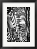 Sunlit Palms I Fine Art Print