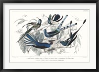 Hummingbirds Chart Providence Fine Art Print