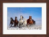 Mongolia Horses Fine Art Print