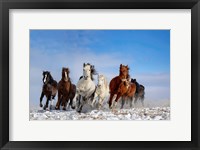 Mongolia Horses Fine Art Print