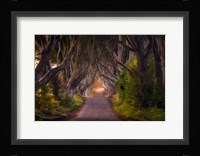 The Glowing Hedges Fine Art Print