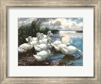 Ducks by the Lake 1 Fine Art Print