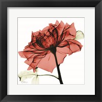 Red Rose Fine Art Print