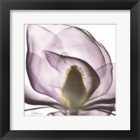Magnolia Fine Art Print
