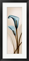 Blue Calla Lily Fine Art Print